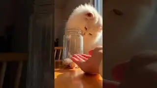 A Special Delivery for Mom Cat 😺 Unboxing Her Favorite Treats #cat #kitten #adorable