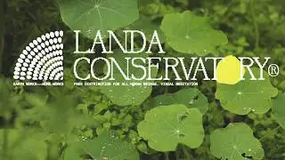 Landa Conservatory | Soft Rain As Dusk Approaches (Visual Meditation)