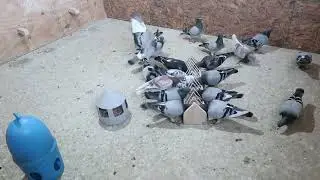 A Quick Glance Of Young Birds, Breeders And Cocks Loft.