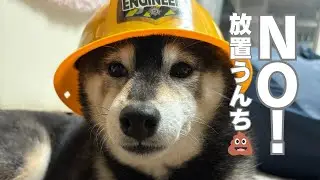 知らないワンコのうんち拾いますか？