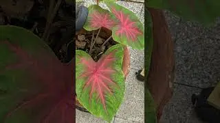 Winter Bloom 2023