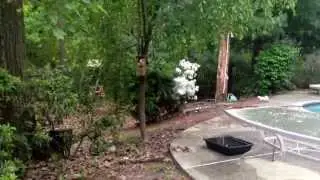 Want to hand feed a wild squirrel? Tips on how to