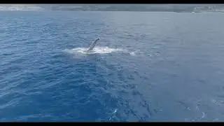 Maui Humpbacks 2023 pectoral slap