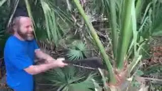 cabbage palm swamp cabbage harvest