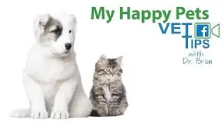Tips to Keep Cats Safe Around Holiday D&eacute;cor from Vetoquinol
