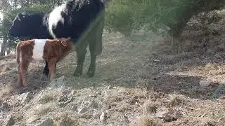 Day old red belted galloway