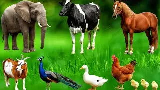 Farm Animal Life: Horse, Cow, Monkey, Chicken, Pig, Dog, Cat, Duck, Fish - Animal Video