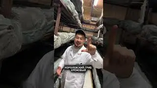 Топ 5 Грибов для выращивания и продажи &nbsp;#выращивание #грибов #shorts