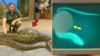 [Full Story] Snake Refused Food for Weeks, X-Ray Made Police Arrest the Zookeeper&hellip;