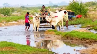 sand cart pulling stuck in mud-bulls videos-sand cart videos-rk kanna sand cart videos-ox video-bull