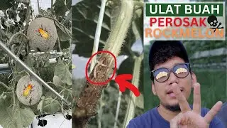 [ TUTORIAL 20# ] Perangkap ulat perosak tanaman