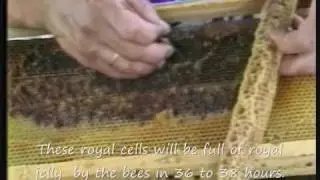 Production of genuine royal jelly. - www.meli-skouras.gr