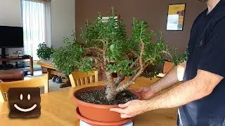 Para çiçeği budama (yeşim/bereket çiçeği/crassula) Budama yöntemleri