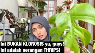 tanaman bergaris? klorosis? bukan guys! Ini tuh hama thrips!