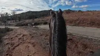 Trail riding Mayham