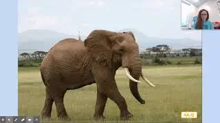 CKLA D8L4: Animals of the East African Savanna Habitat