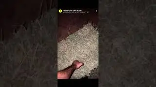 تلبين  البرسيم لبانات ويلجر وجودة التلبين