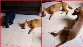 #vlog Fui buscar minhas cachorrinhas 😱