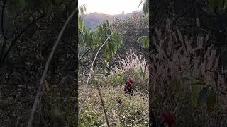 Wild chicken trap