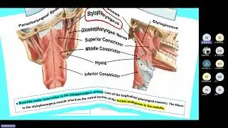 the lower cranial nerve
