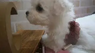 466371 ビション・フリーゼ