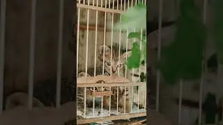 Smart Animal Detection and Rescue System