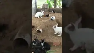 The Bloating Solution Every Rabbit Farmer Needs