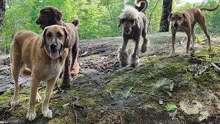 Swimming, tail chasing, doggone fun @Tails2Trails