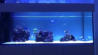 Red Sea Reefer 650 Peninsula