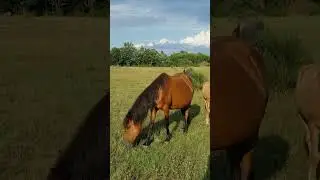 13.06 very beautiful HORSES AND MULS in June #animals #donkeys #horseriding