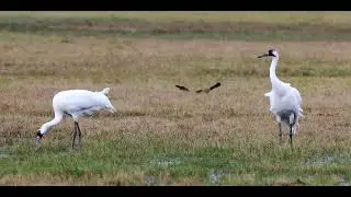 CRANE RESTORATION &ndash; THE OZONE FACTOR SERIES