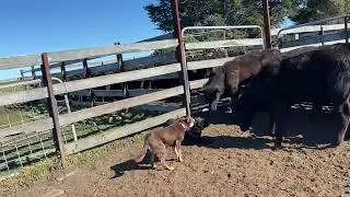 2025 SPRING Australian Working Stock Dog Auction - LOT 104 KARMALA TED