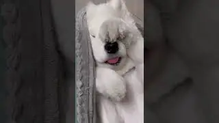 She is good at sleeping #cutedog #dog #samoyed #pets #funnyvideo