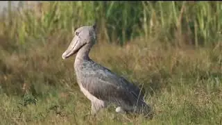 BANGWEULU WETLANDS 
