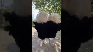ostrich dance-dance to impress females #shprts