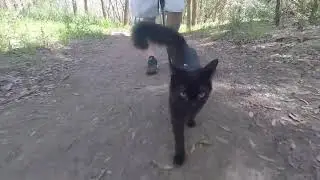 Cat Goes Hiking and Canoeing with Owner - 1047719