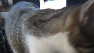 Las Aventuras de Kobe & Eve los gatitos lindos y obedientes