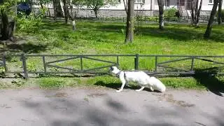 Лиса Враска на прогулке Июнь 2017. Vraska the fox walking June 2017