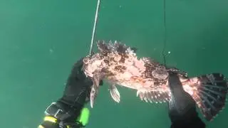 CopperCabsPipeFish