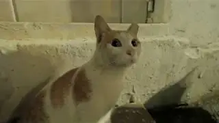 GX85 4K unedited low light high ISO test video clip at night with a cute street cat (#3 of 3)
