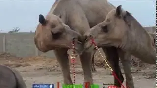 Camel Mandi 2017 | Karachi Sohrab Goth Mandi 2017 Video 11