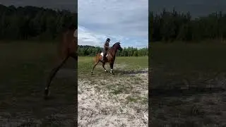 #ottb #equestrian #horse #dressage #protip #training #positivity #equestrianrider #horselover