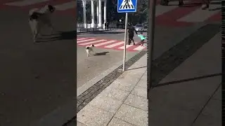 Protective Pooch Helps Kids Cross || ViralHog