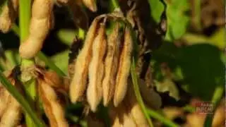 High-Yielding Soybeans
