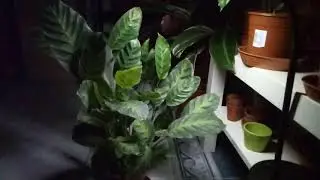 Calathea Albertii/Misto 24 hours TIMELAPS