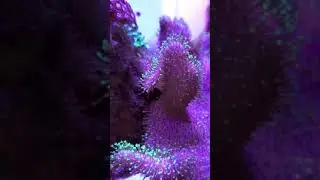 Green Leather Toadstool Coral overgrown and taking over my Fluval Evo 13.5 gal tank - #Shorts