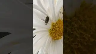 Creative photography | Macro videography tips and tricks 🔥 Mobile photography #flowers #macroshot