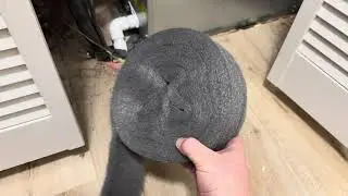 Quality Steel Wool for Pest Control?? HONEST thoughts!