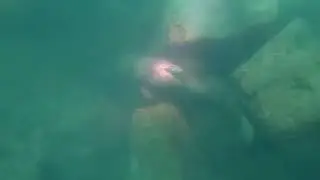 Split fin, France park, IDC