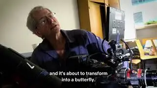 Our Planet Halo: Behind The Scenes  - Filming of Alcon Blue Butterfly in Hungary